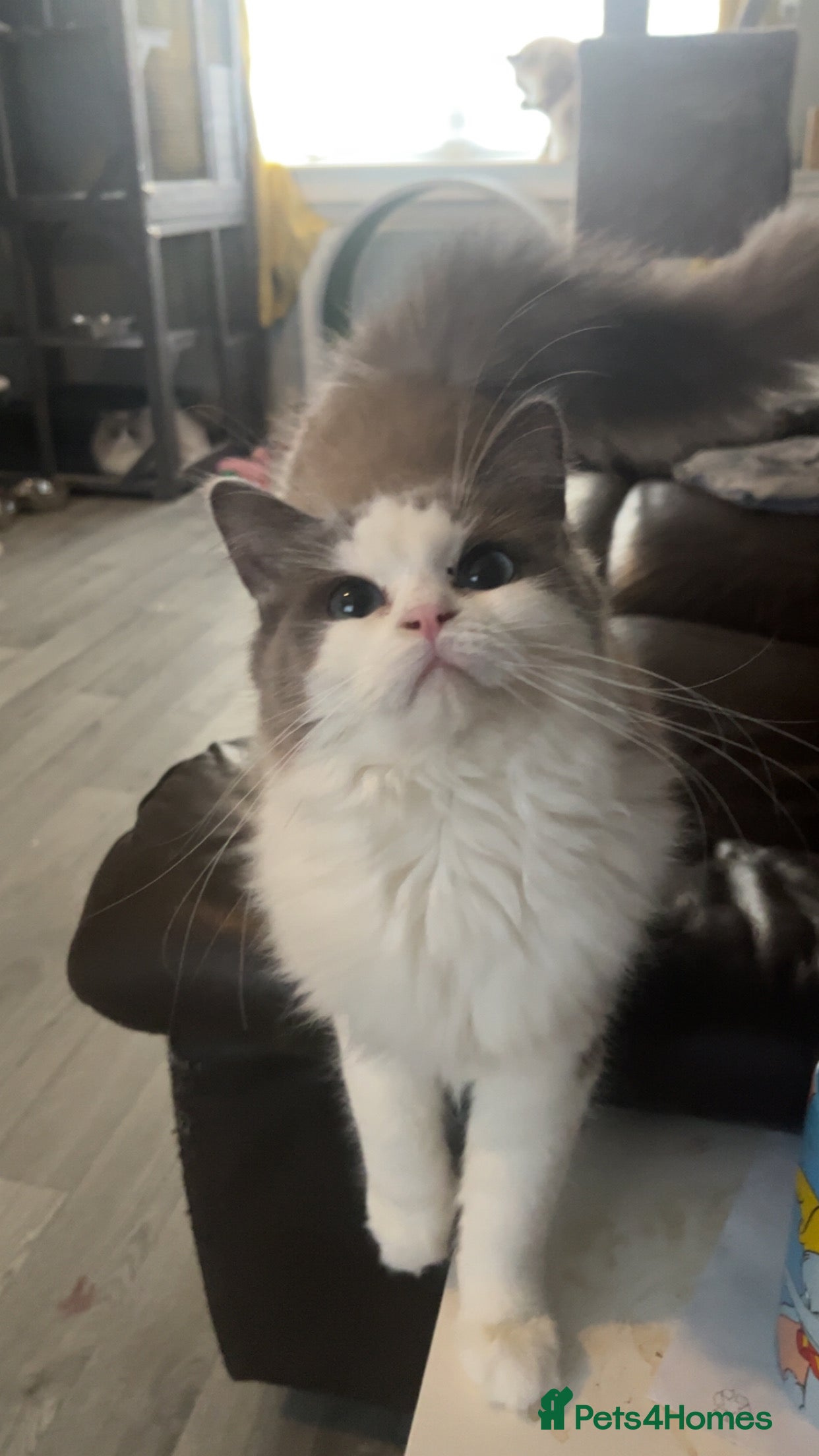 Ragdoll cats 10 month old blue mink bicolour ragdoll - Advert 2