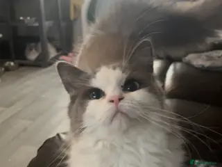 Ragdoll cats 10 month old blue mink bicolour ragdoll - Advert 2