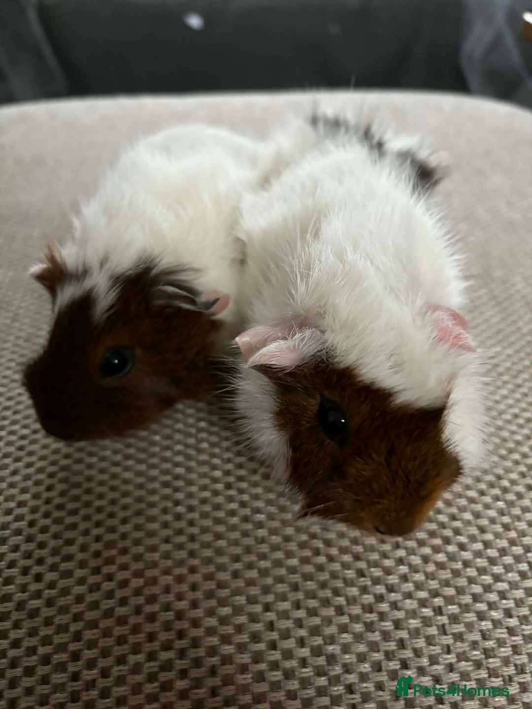 Guinea Pig rodents for sale: Adult and baby guinea pigs - Advert 16