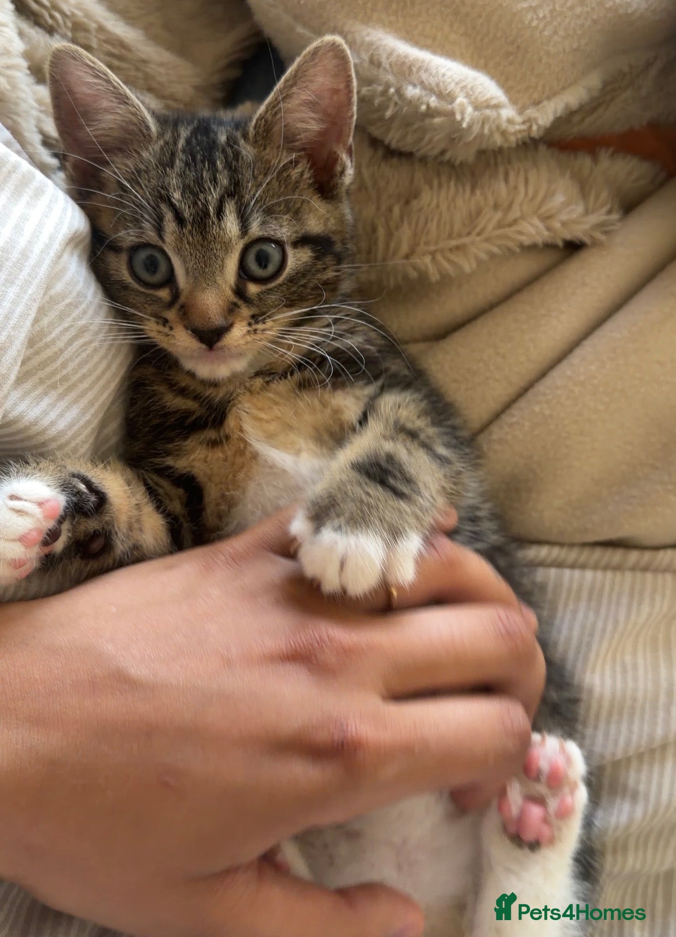 Domestic Shorthair cats X2 Adorable tabby cats ready to leave  - Advert 20