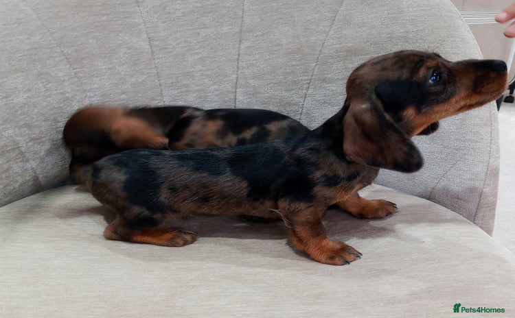 Dachshund dogs for sale - Advert 1