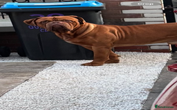 Dogue De Bordeaux dogs for stud: Dogue de Bordeaux for stud - Image 3