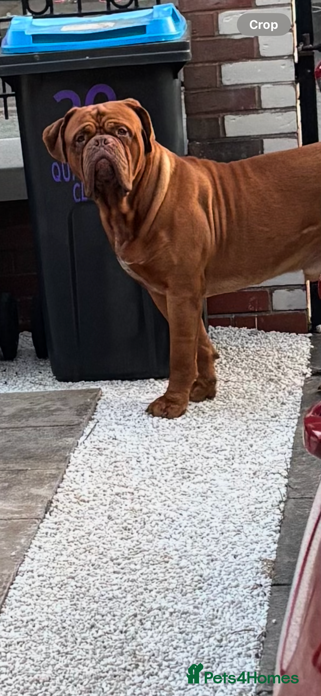 Dogue De Bordeaux dogs for stud: Dogue de Bordeaux for stud - Image 3