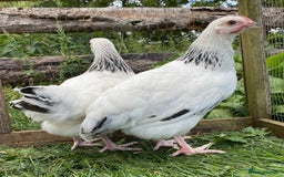 Chickens poultry for sale: Light Sussex  - Image 4