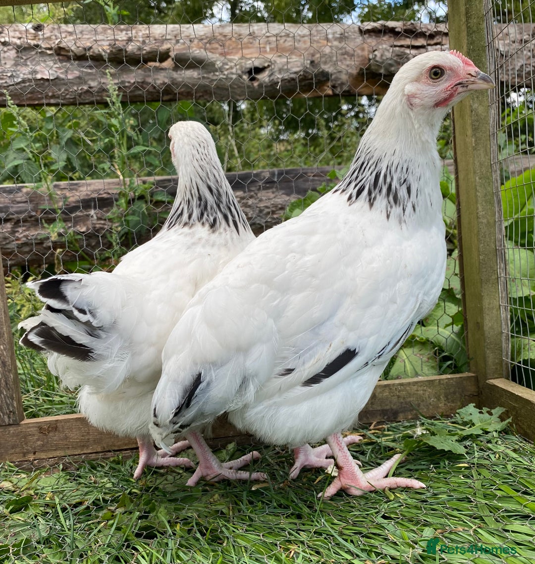 Chickens poultry for sale: Light Sussex  - Image 4