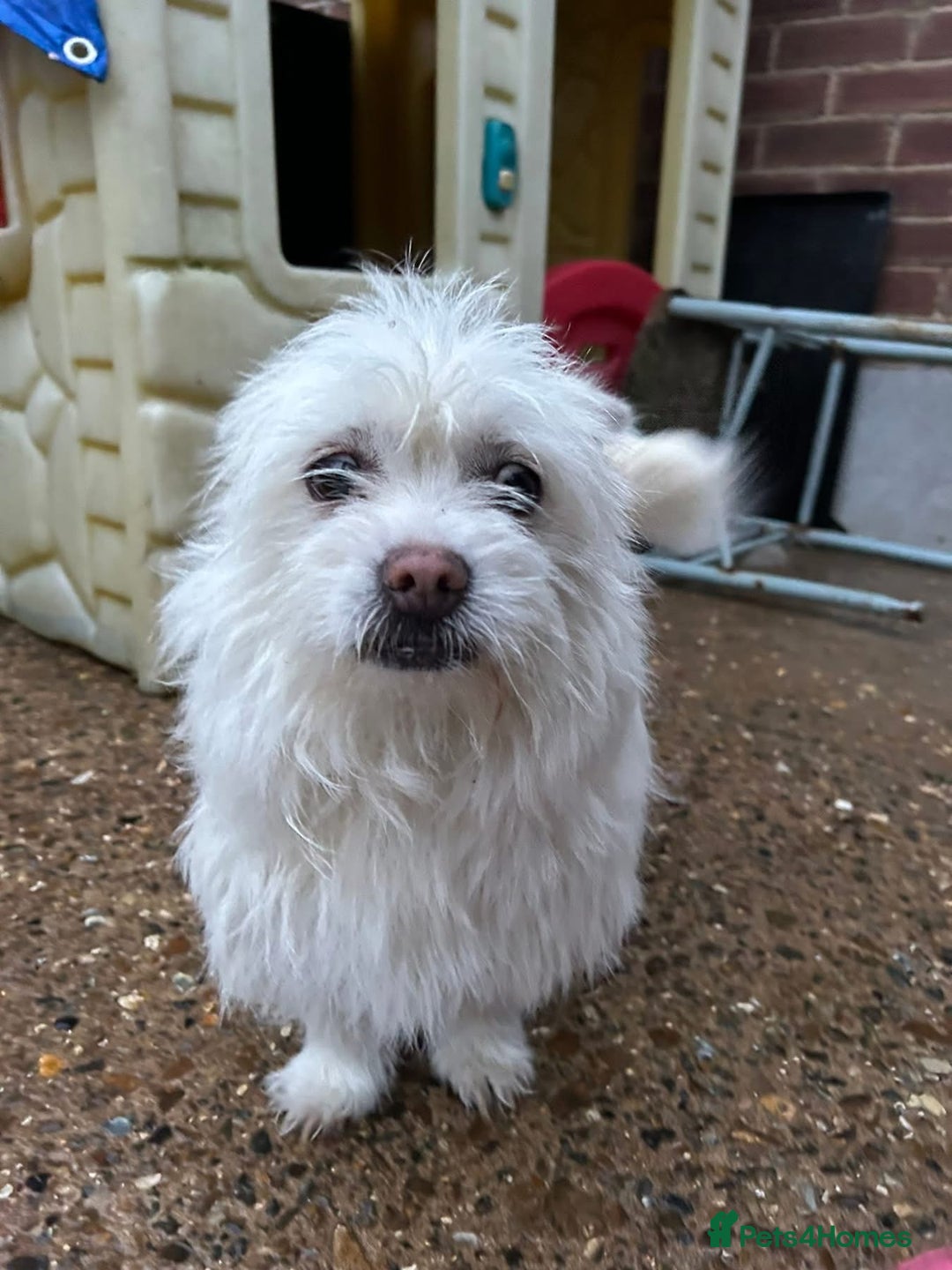 Mixed Breed dogs for adoption: Sonic - Dereham Norfolk  - Image 5