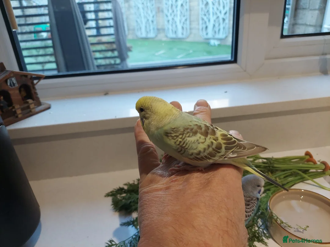 Budgerigars birds for sale: Tame Baby Budgies SOLD - Advert 12
