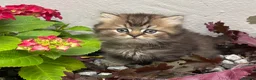 British Shorthair cats for sale: Pedigree British Shorthair  - Advert 9