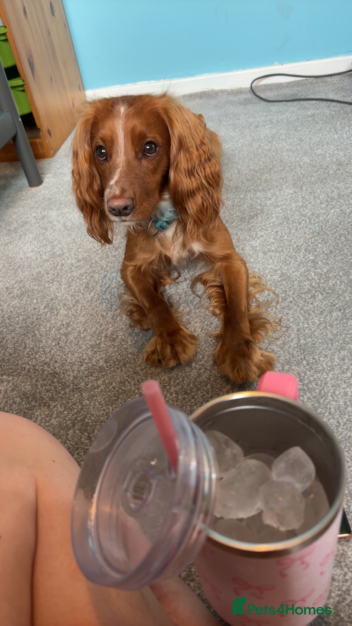 Cocker Spaniel dogs Working cocker spaniel  - Advert 4