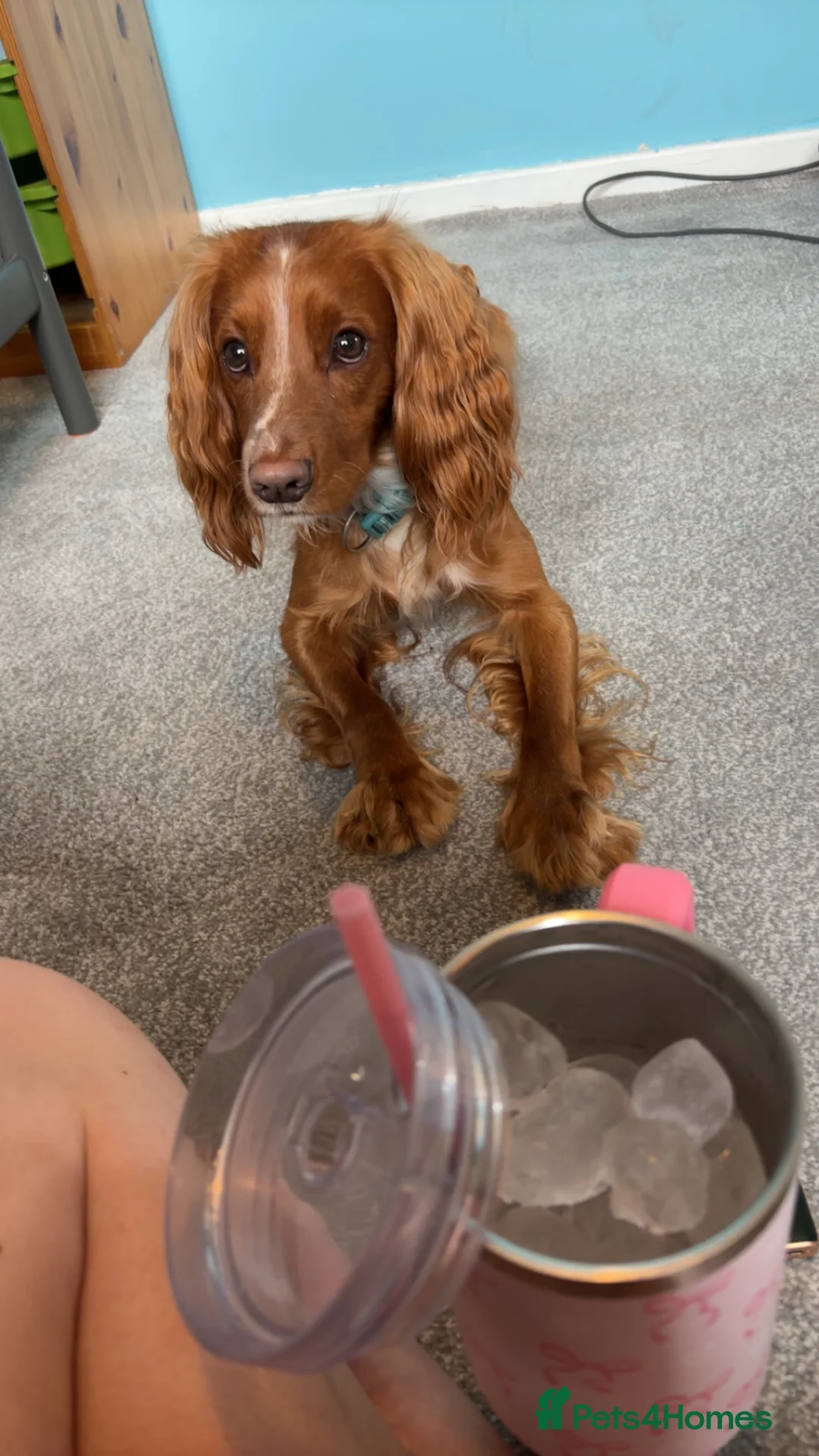 Cocker Spaniel dogs for stud: Working cocker spaniel  - Advert 1