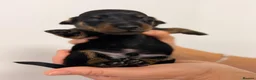 Miniature Dachshund dogs for sale: Miniature Dachshund Puppies-Ready to reserve - Advert 5