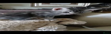 Blue Marbled (Wolf Face) - Male