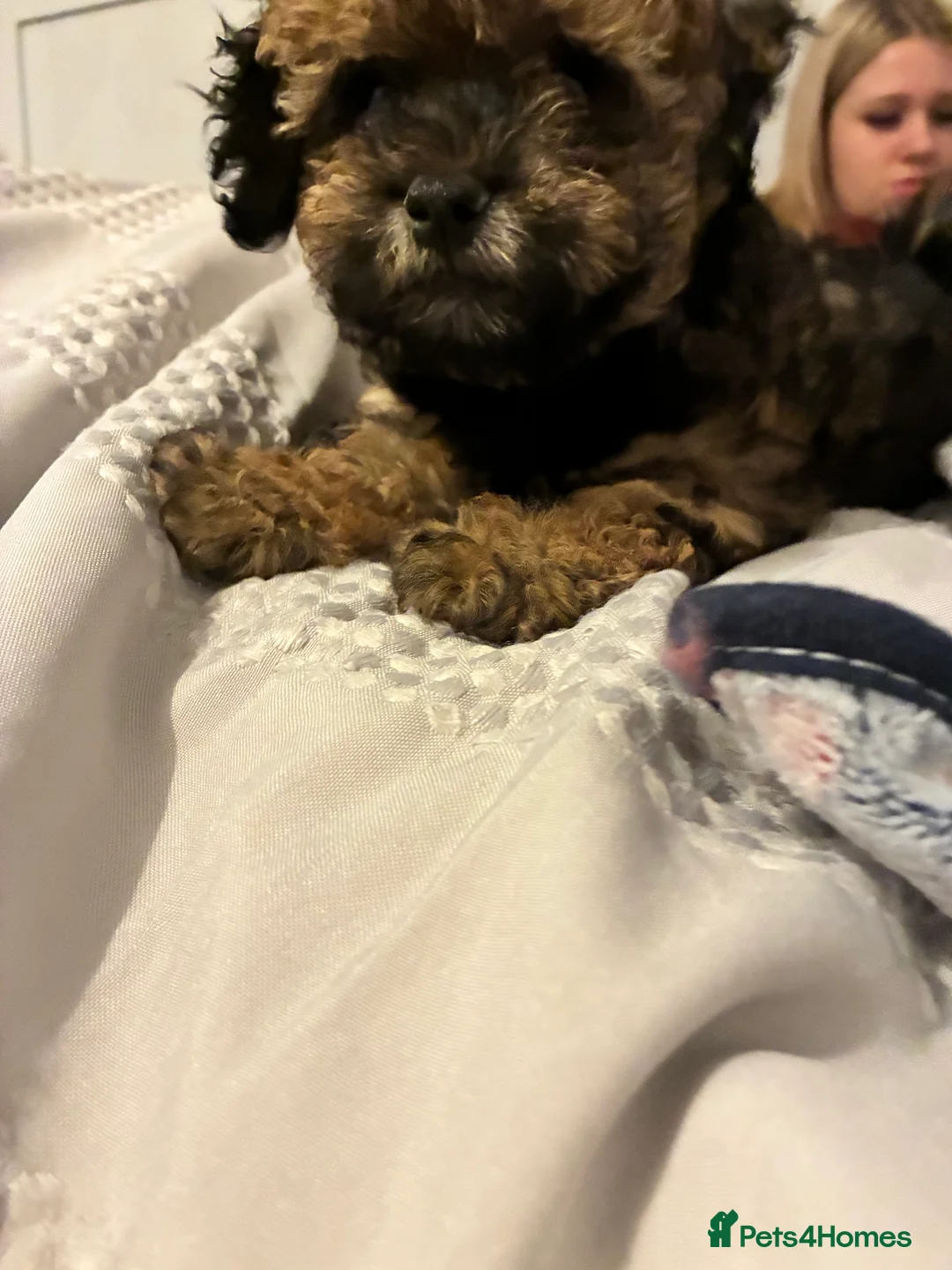 Maltipoo dogs for sale: Maltipoo - Advert 7