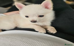 Pomchi dogs for sale: Pomeranian, fimele - Image 4