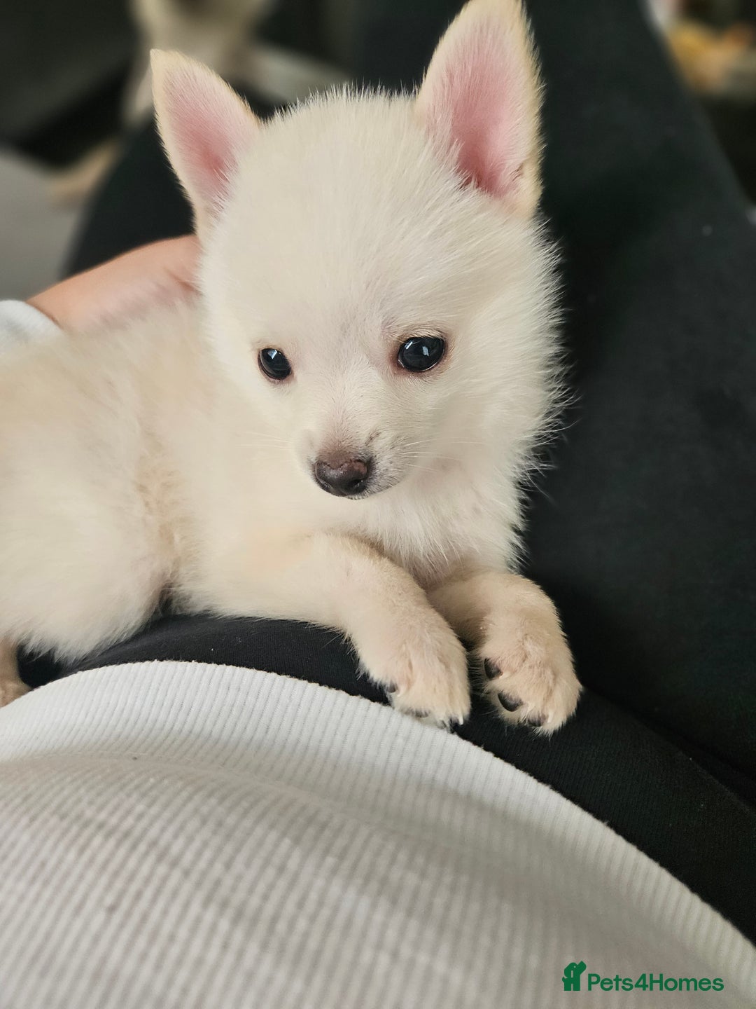 Pomchi dogs for sale: Pomeranian, fimele - Image 4