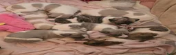 Whippet dogs for sale: Whippet for sale in Salisbury - Advert 6