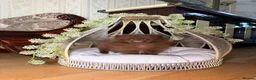 Pomeranian dogs for sale: Chocolate Pomeranian Girl and boys - Advert 21