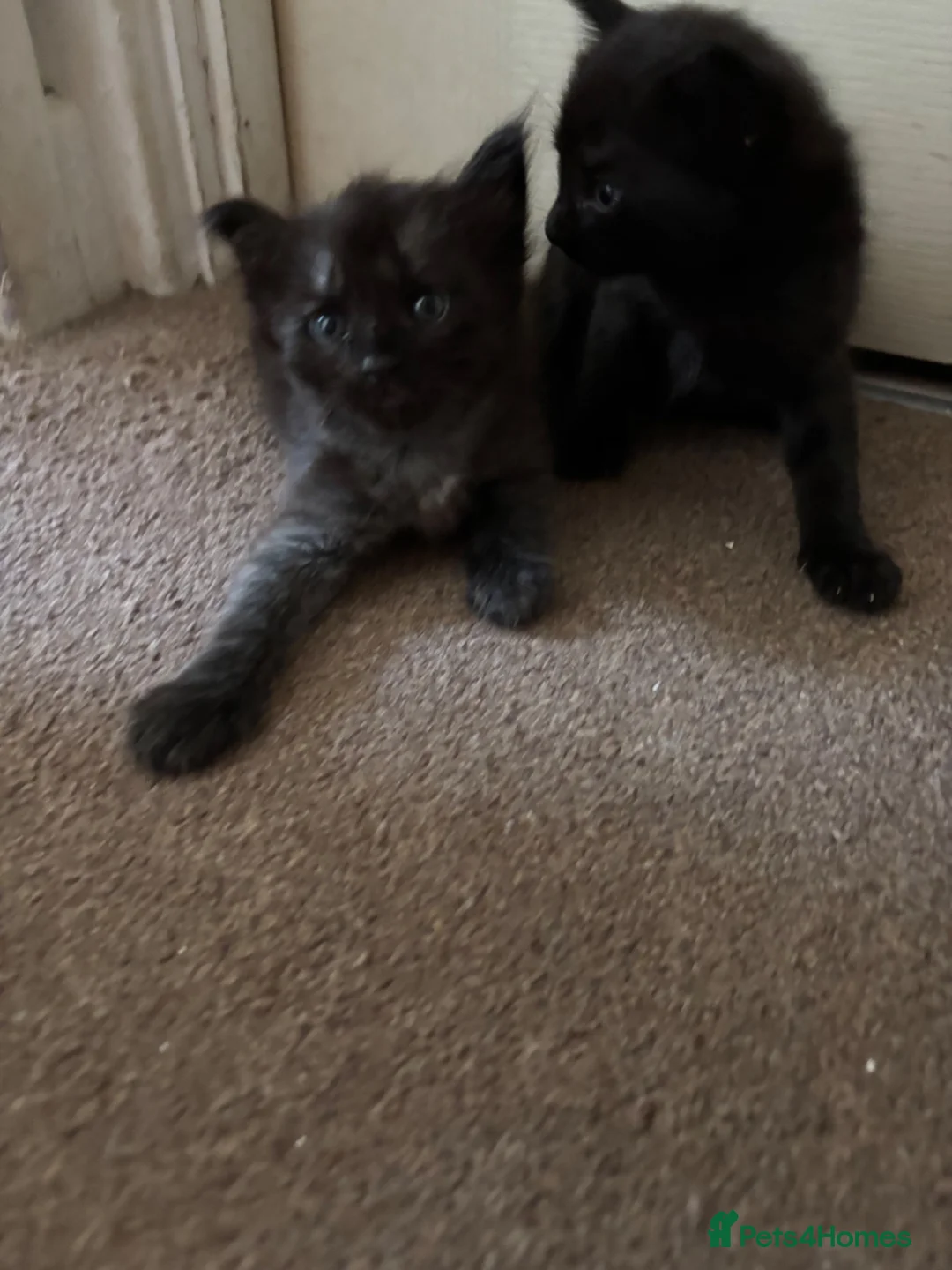 Mixed Breed cats for sale: Lovely ragdoll x kittens  - Advert 5