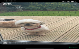 Shih Tzu dogs for stud: KC registered stud dog in Cullompton - Image 6