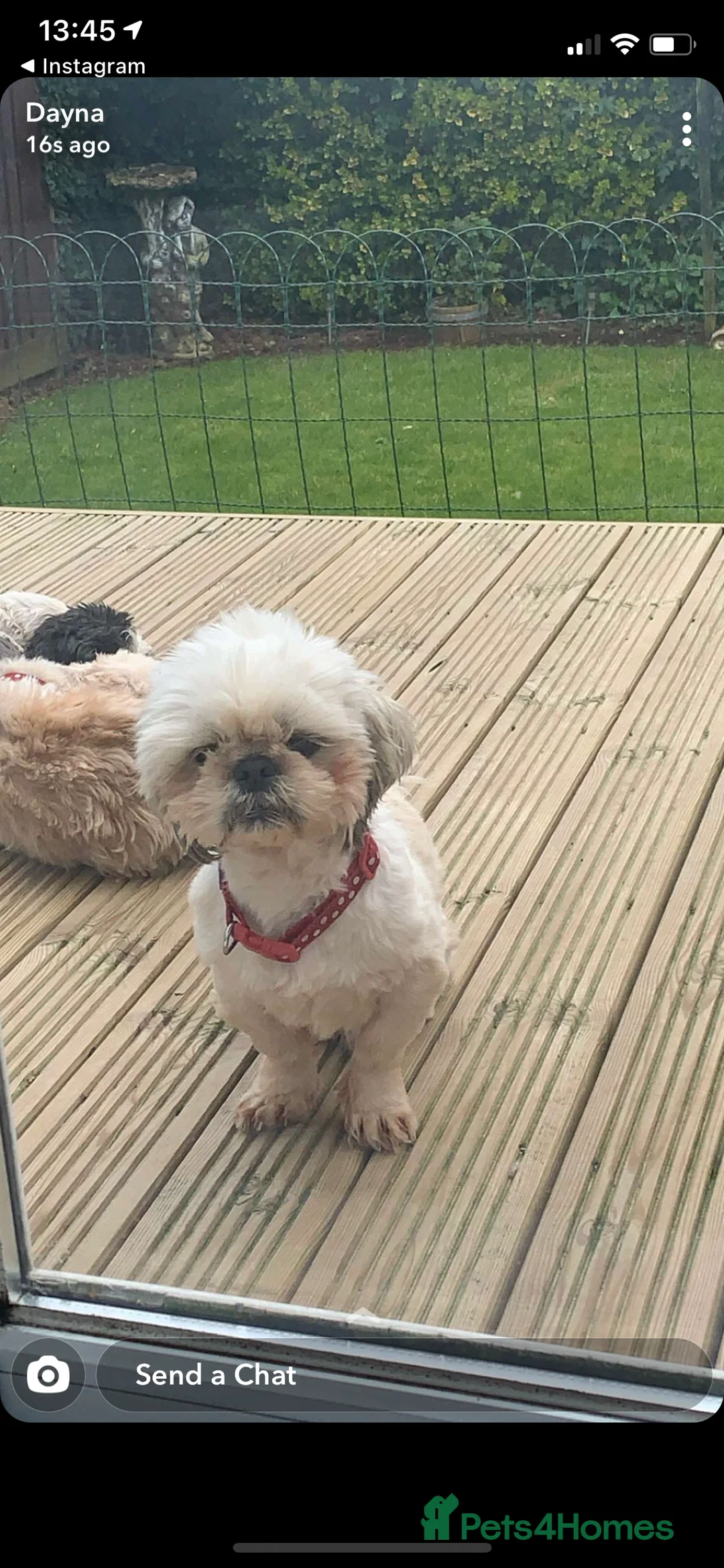 Shih Tzu dogs for stud: KC registered stud dog in Cullompton - Advert 6