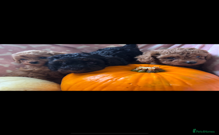 Cavapoo dogs - Advert 7