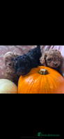 Cavapoo dogs - Advert 11