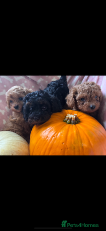 Cavapoo dogs - Advert 2