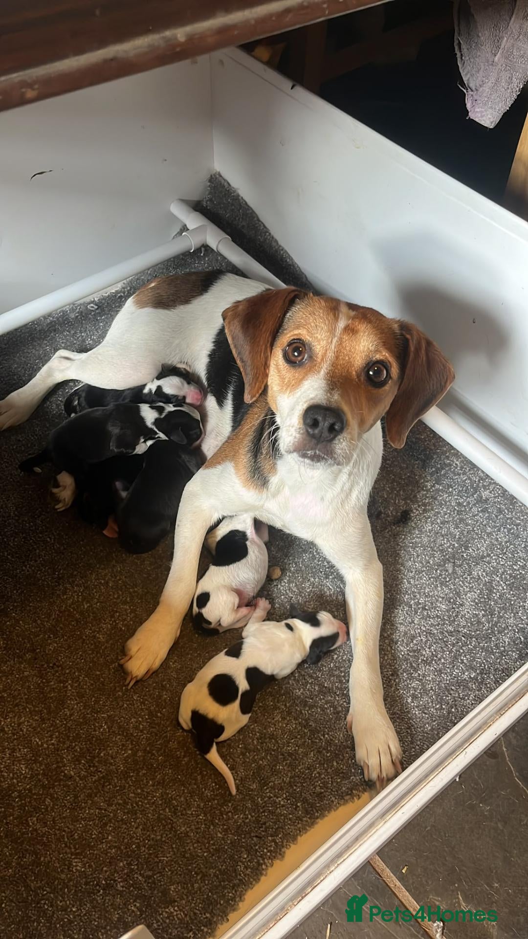 Beagle dogs for sale: Beagle cross puppies - Advert 1