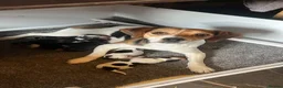 Beagle dogs for sale: Beagle cross puppies in Tiverton - Advert 1