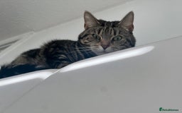 Domestic Shorthair cats for sale: Sweetest tabby available m - Image 3