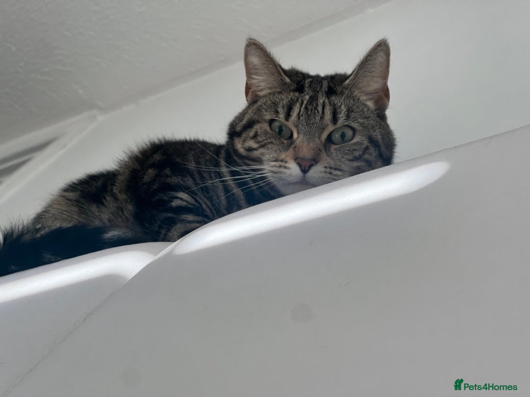 Domestic Shorthair cats for sale: Sweetest tabby available m - Image 3