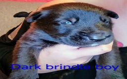 Mixed Breed dogs for sale: 5 tamaskan x pups  - Image 5