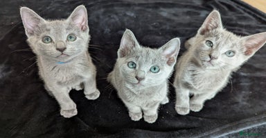 Russian Blue cats - Advert 3