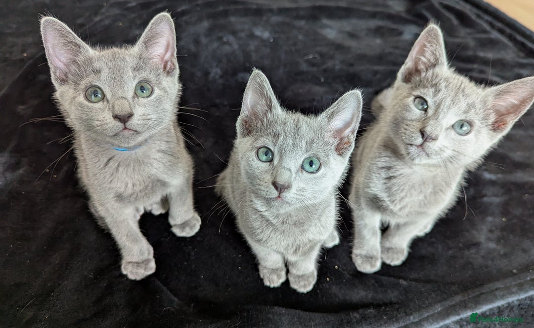Russian Blue cats for sale: Pedigree TICA Registered kittens - Image 3