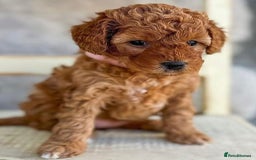 Cavapoo dogs for sale: Cavapoo puppies  - Image 4