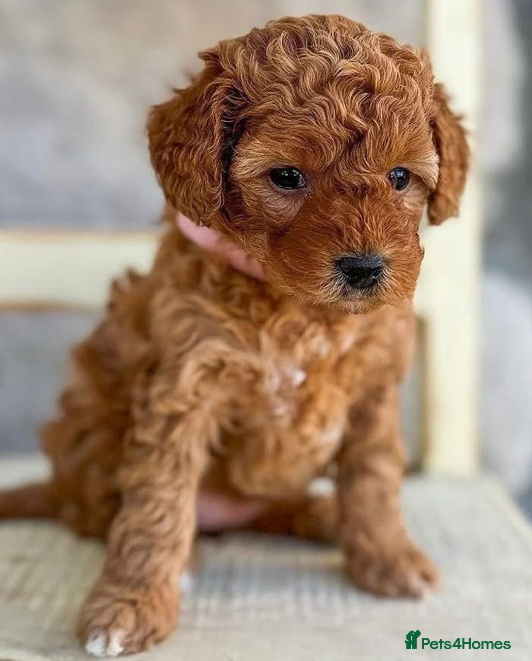 Cavapoo dogs for sale: Cavapoo puppies  - Image 4