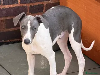 Whippet dogs Beautiful whippet puppies - Advert 1