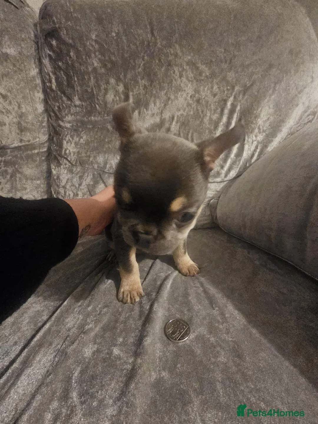 French Bulldog dogs for sale: Beautiful blue and tan frenchie bitch - Advert 2