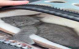 British Shorthair cats for sale: British short hair kitten  - Image 1