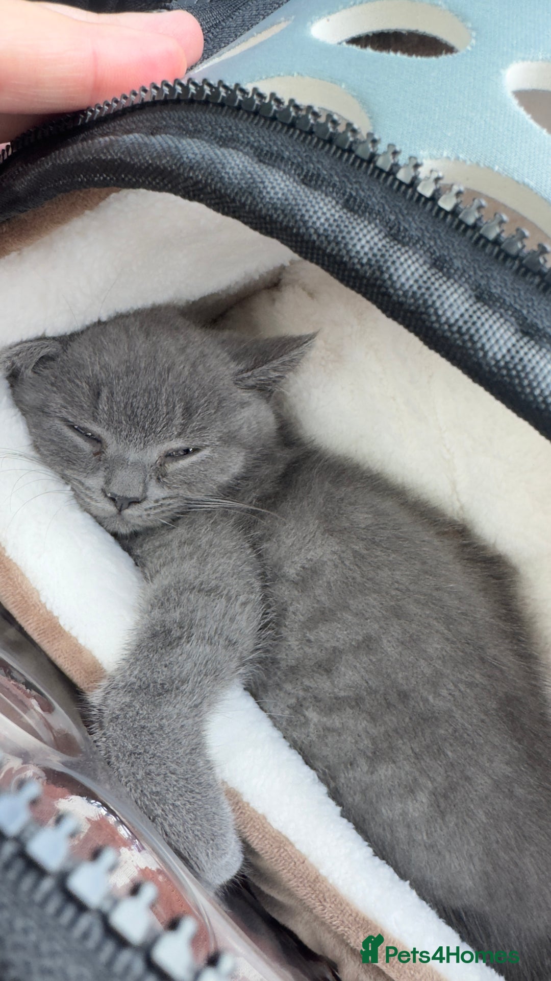 British Shorthair cats for sale: British short hair kitten  - Image 1