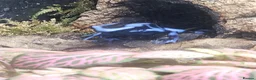 Frog reptiles for sale: Blue/black auratus x9 - Advert 6