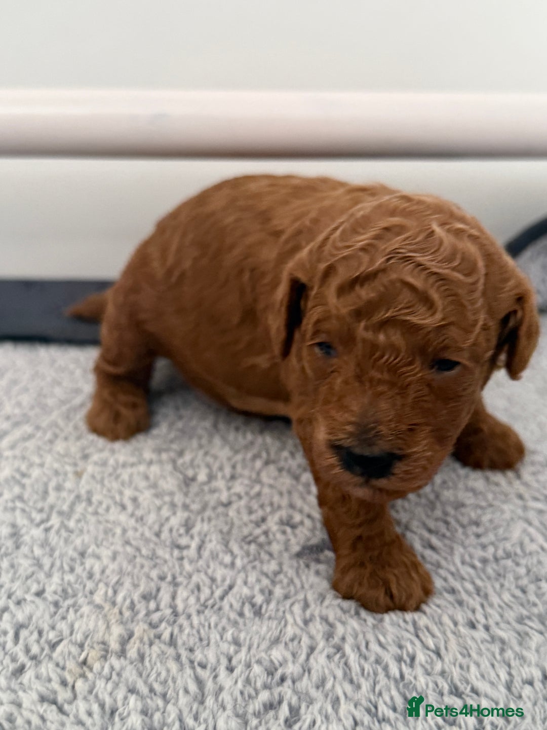 Toy Poodle dogs for sale: 6 Exquisite Red Toy Poodles. Parents DNA Clear - Image 13
