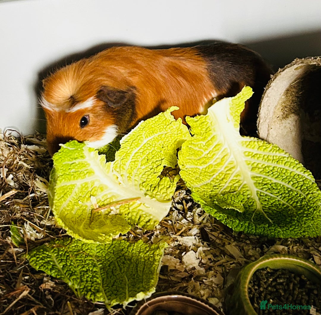 Guinea Pig rodents for sale: Two baby male guinea pigs and cage  - Advert 9