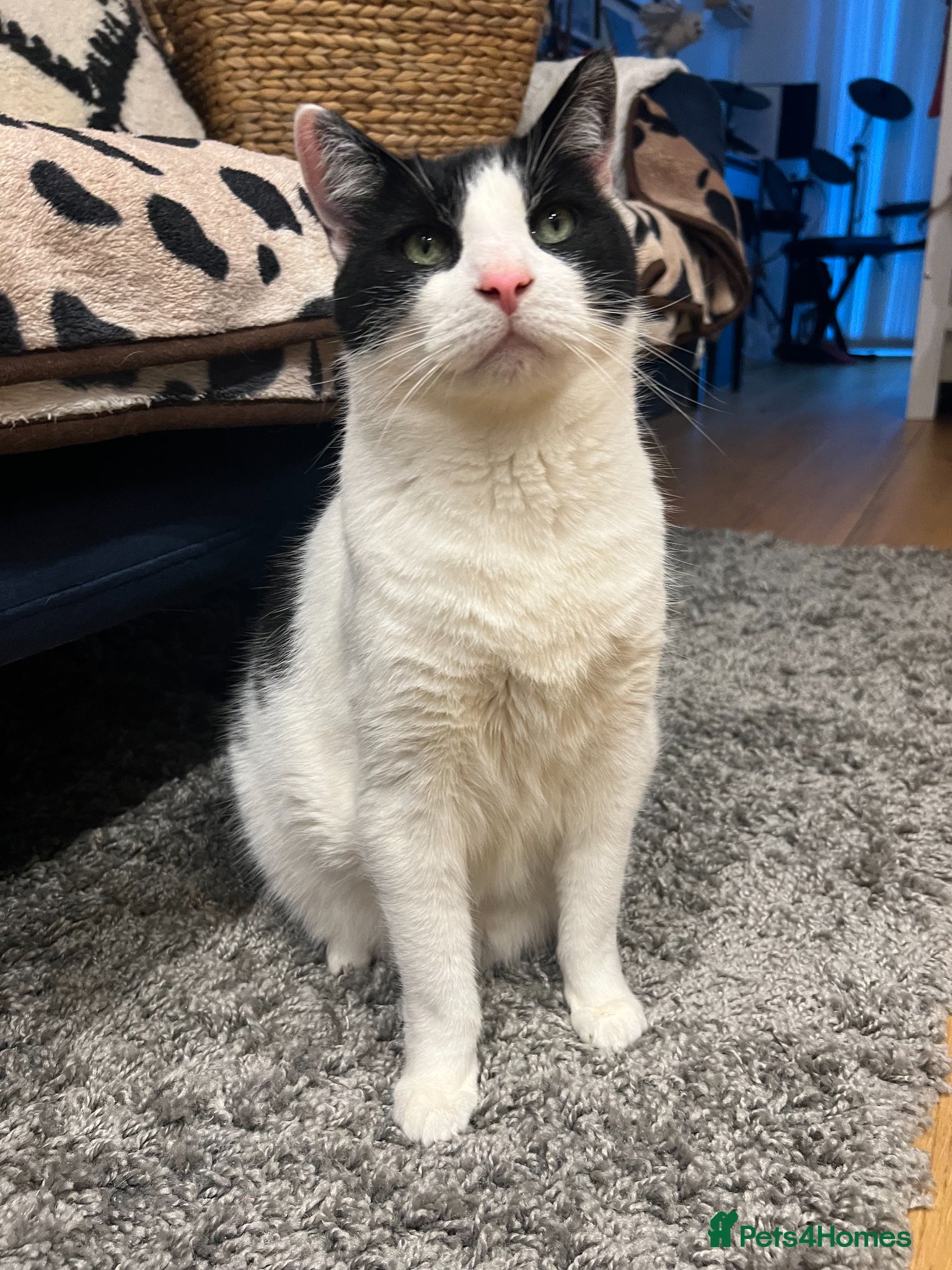 Domestic Shorthair cats Gentle 7YO Neutered Male Cat  - Advert 10
