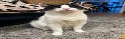 Domestic Shorthair cats for sale: Gentle 7YO Neutered Male Cat  - Advert 1