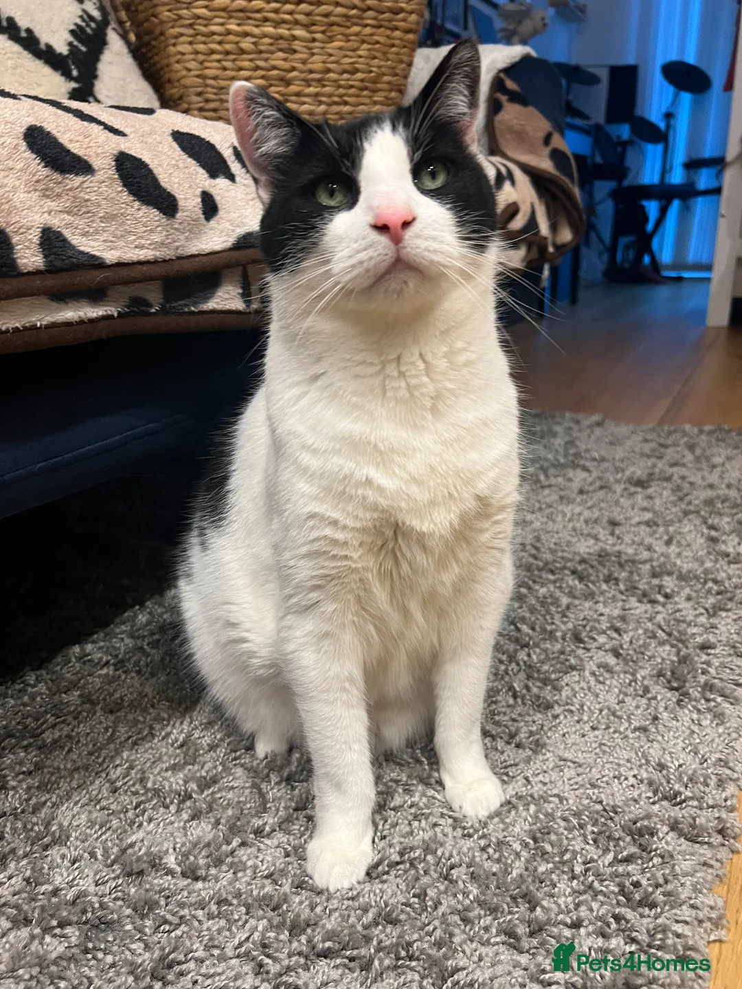 Domestic Shorthair cats for sale: Gentle 7YO Neutered Male Cat  - Advert 1