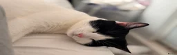 American Shorthair cats for sale: sister and brother - Advert 6