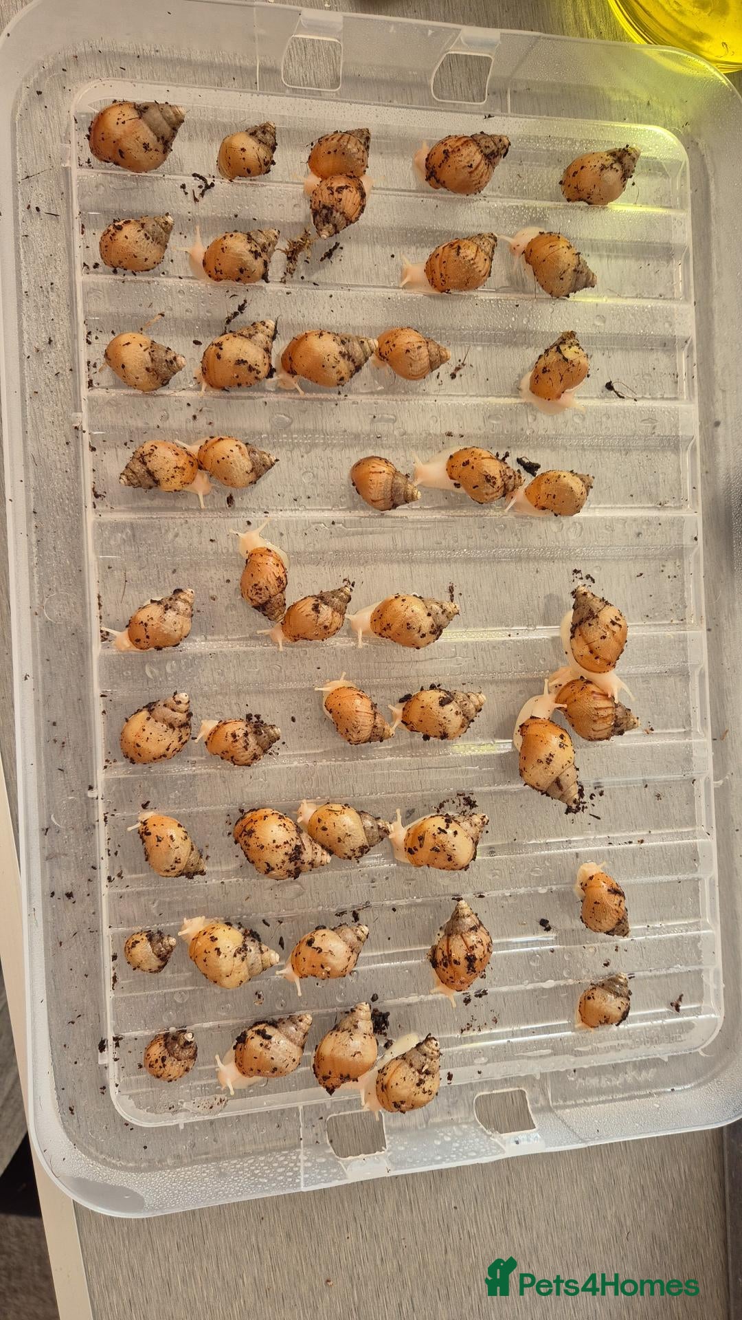 Snails invertebrates Baby Giant African land snail with temp. set up  - Advert 4