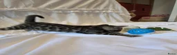 Bengal cats for sale: Stunning Bengal Kittens – Reservations Now Open🐆 - Advert 10