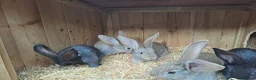 Continental Giant rabbits for sale: 10KG, Brc, show quality kits. MASSIVE  - Advert 3